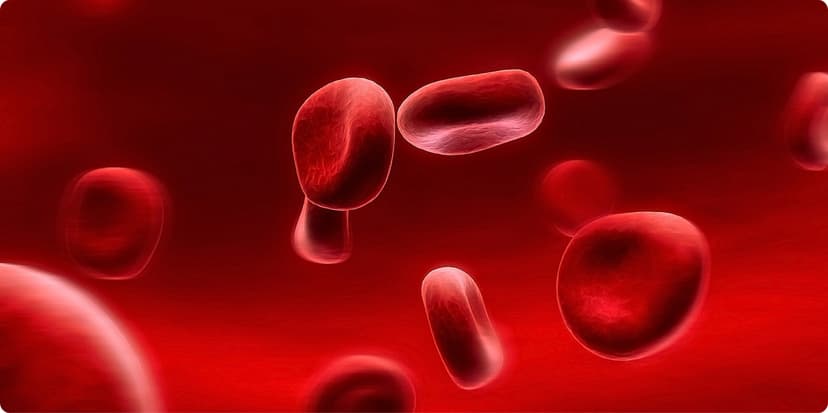 Understanding the Importance of Iron for Women’s Health